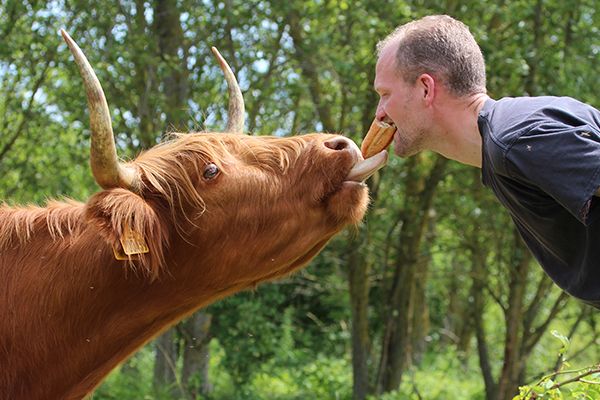 herve-caron-et-sa-vache-highland-cattle